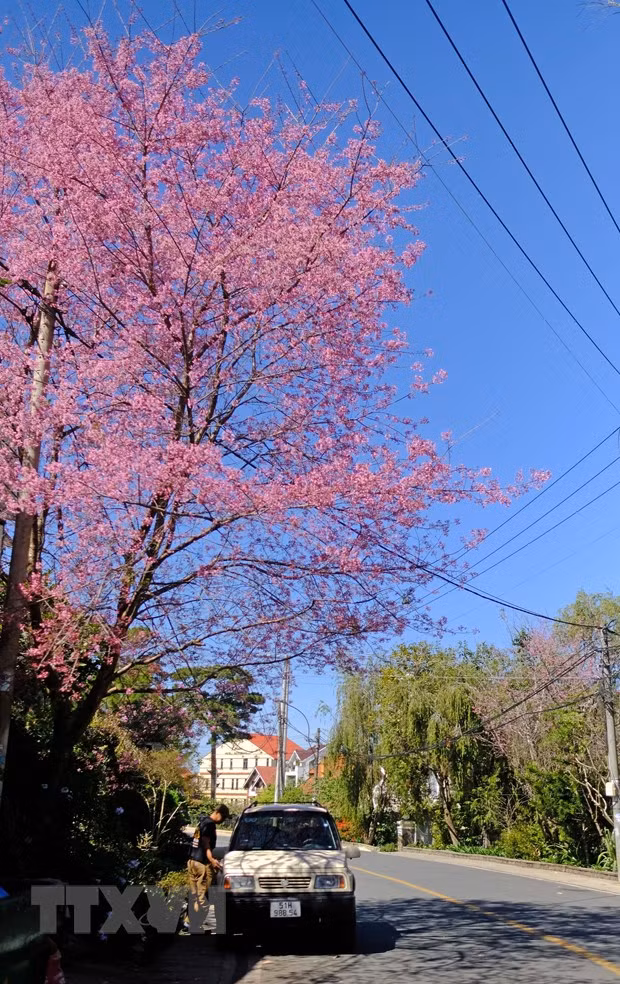 Một con đường trong trung tâm thành phố Đà Lạt được tô điểm bởi sắc hoa mai anh đào. Ảnh: Nguyễn Dũng/TTXVN