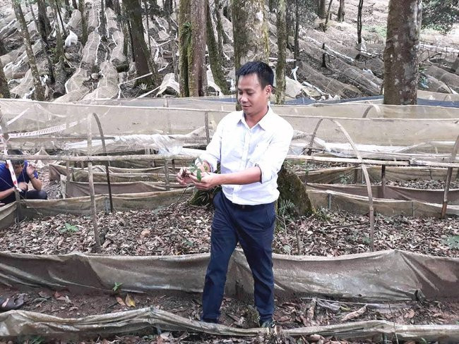 Anh Trần Hoàn kiểm tra vườn sâm giống. Ảnh: G.T