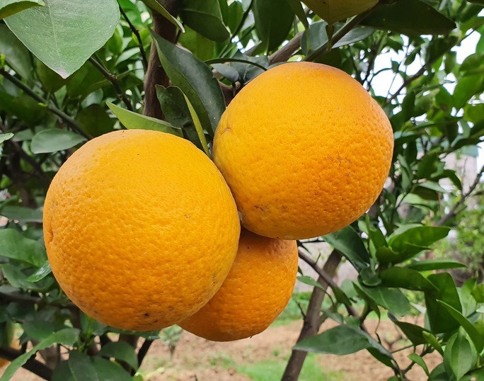 Cam Xã Đoài nổi tiếng thơm ngon. Cam Xã Đoài nổi tiếng thơm ngon.