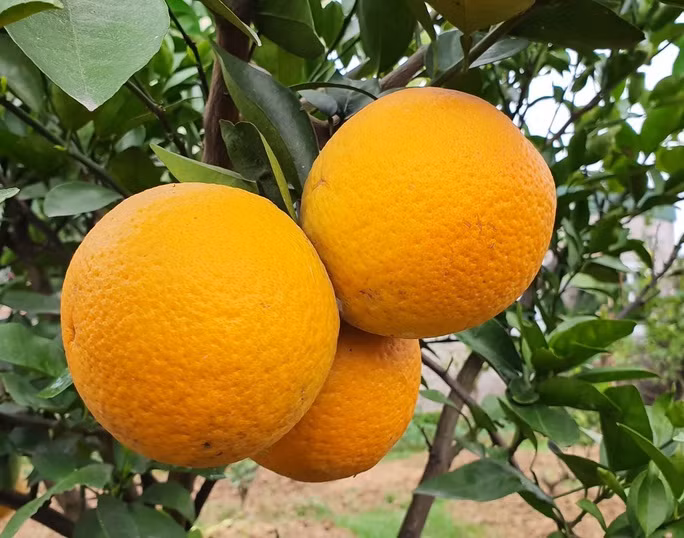 Cam Xã Đoài nổi tiếng thơm ngon.