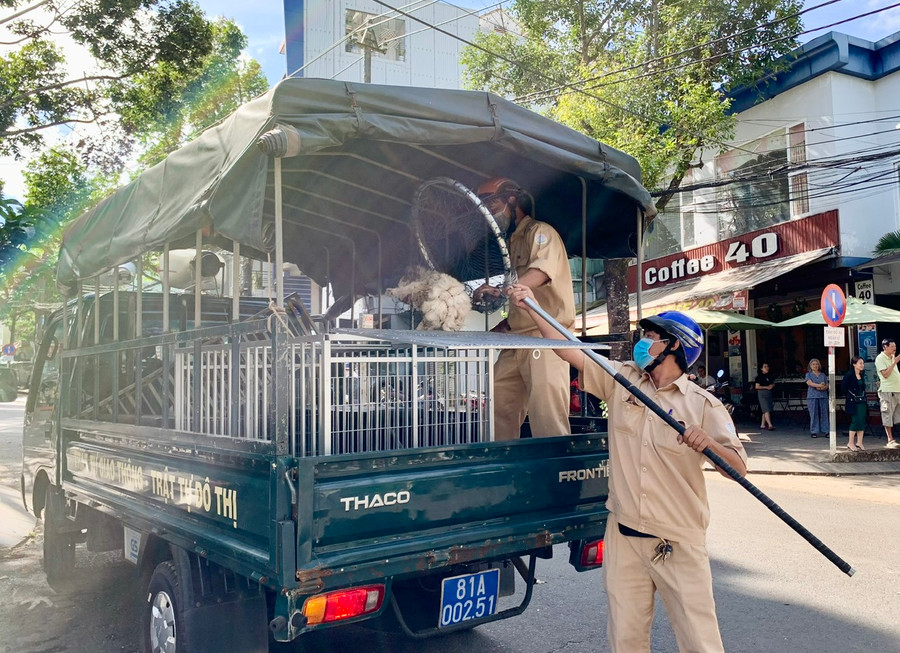 Một trường hợp chó thả rông không rọ mõm bị Đội xử lý chó thả rông phường Tây Sơn (TP. Pleiku) bắt sáng 15-12. Ảnh: Như Nguyện Một trường hợp chó thả rông không rọ mõm bị Đội xử lý chó thả rông phường Tây Sơn (TP. Pleiku) bắt sáng 15-12. Ảnh: Như Nguyện