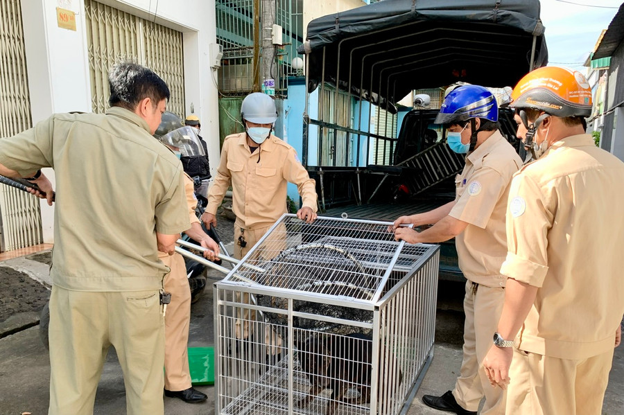 Trong buổi sáng 15-12, Đội xử lý chó thả rông phường Tây Sơn (TP. Pleiku) đã bắt 2 con chó thả rông mang về phường chờ xử lý theo quy định. Ảnh: Như Nguyện Trong buổi sáng 15-12, Đội xử lý chó thả rông phường Tây Sơn (TP. Pleiku) đã bắt 2 con chó thả rông mang về phường chờ xử lý theo quy định. Ảnh: Như Nguyện