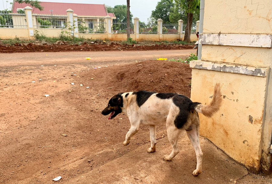 Việc quản lý đàn chó kém, chưa phủ rộng vắc xin dại cho chó, mèo dẫn đến nguy cơ tử vong do bệnh dại tại Gia Lai dự báo sẽ còn tăng trong thời gian đến. Ảnh: Như Nguyện Việc quản lý đàn chó kém, chưa phủ rộng vắc xin dại cho chó, mèo dẫn đến nguy cơ tử vong do bệnh dại tại Gia Lai dự báo sẽ còn tăng trong thời gian đến. Ảnh: Như Nguyện