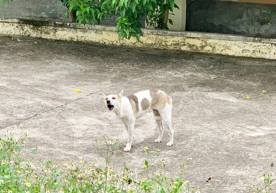 Tổng đàn chó trên địa bàn tỉnh bình quân khoảng 210.000 con nhưng chỉ có khoảng 5% được tiêm vắc xin dại. Ảnh: Như Nguyện Tổng đàn chó trên địa bàn tỉnh bình quân khoảng 210.000 con nhưng chỉ có khoảng 5% được tiêm vắc xin dại. Ảnh: Như Nguyện