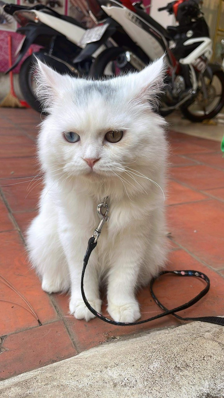 Các gia đình nuôi chó, mèo cần chủ động tiêm phòng dại cho vật nuôi. Ảnh: Như Nguyện