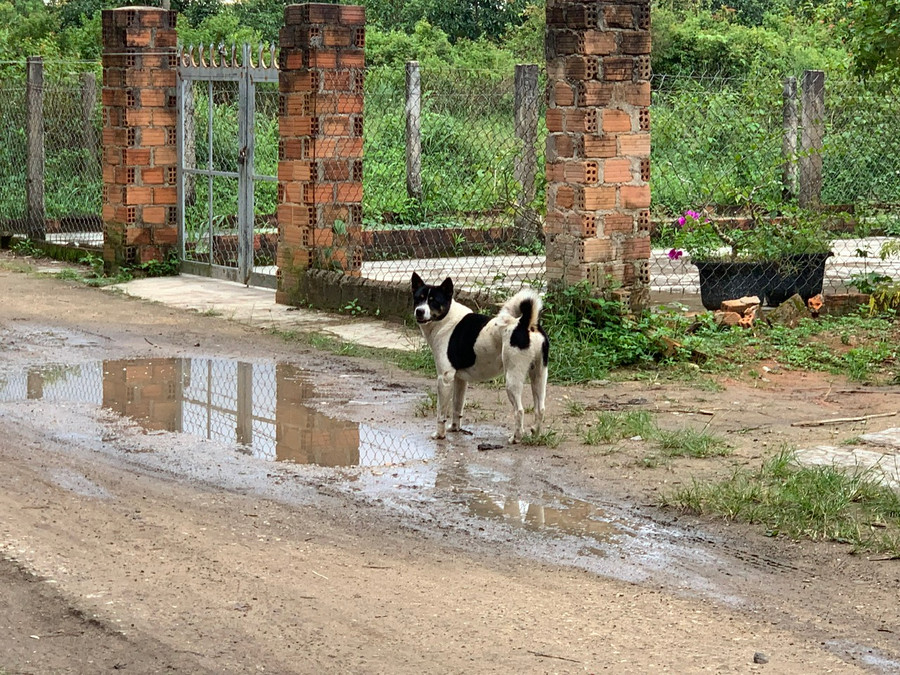 Tình trạng nuôi chó thả rông, không tuân thủ các quy định trong quản lý vật nuôi, không tiêm vắc xin phòng dại cho chó mèo dẫn đến gia tăng số trường hợp tử vong do bệnh dại trên địa bàn tỉnh Gia Lai thời gian qua. Ảnh : Như Nguyện Tình trạng nuôi chó thả rông, không tuân thủ các quy định trong quản lý vật nuôi, không tiêm vắc xin phòng dại cho chó mèo dẫn đến gia tăng số trường hợp tử vong do bệnh dại trên địa bàn tỉnh Gia Lai thời gian qua. Ảnh : Như Nguyện