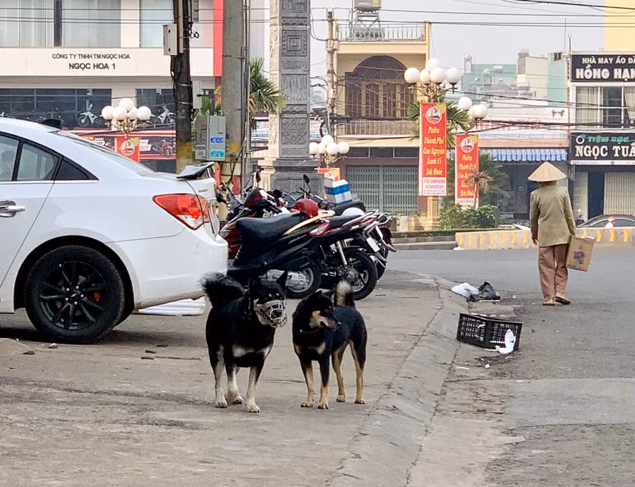 Việc chó mèo nuôi thả rông gây nguy cơ gia tăng bệnh dại trên địa bàn tỉnh. Ảnh: Như Nguyện