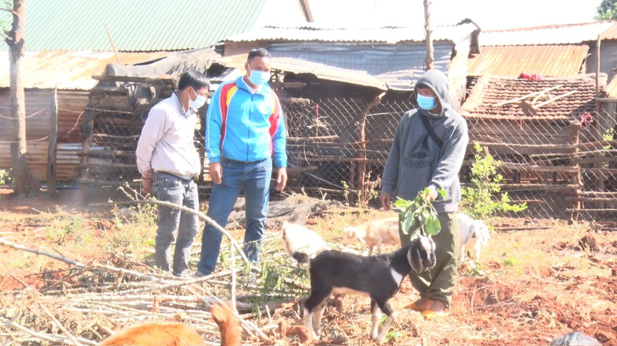 Nhiều hộ nghèo trên địa bàn huyện đã được dê giống để phát triển chăn nuôi, ổn định cuộc sống. Ảnh: Hà Chi Nhiều hộ nghèo trên địa bàn huyện đã được dê giống để phát triển chăn nuôi, ổn định cuộc sống. Ảnh: Hà Chi