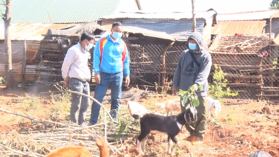 Nhiều hộ nghèo trên địa bàn huyện đã được dê giống để phát triển chăn nuôi, ổn định cuộc sống. Ảnh: Hà Chi