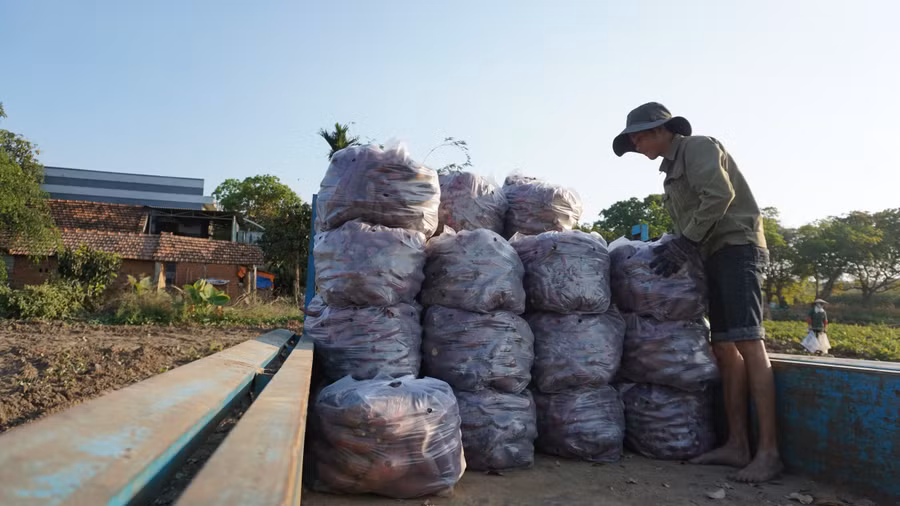 Tình hình thu mua cầm chừng và có chiều hướng giảm số lượng. Ảnh: Quang Tấn