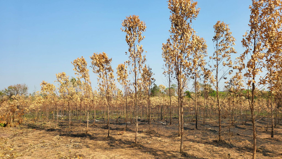 Diện tích rừng trồng đã bị cháy khô. Ảnh: Quang Tấn Diện tích rừng trồng đã bị cháy khô. Ảnh: Quang Tấn