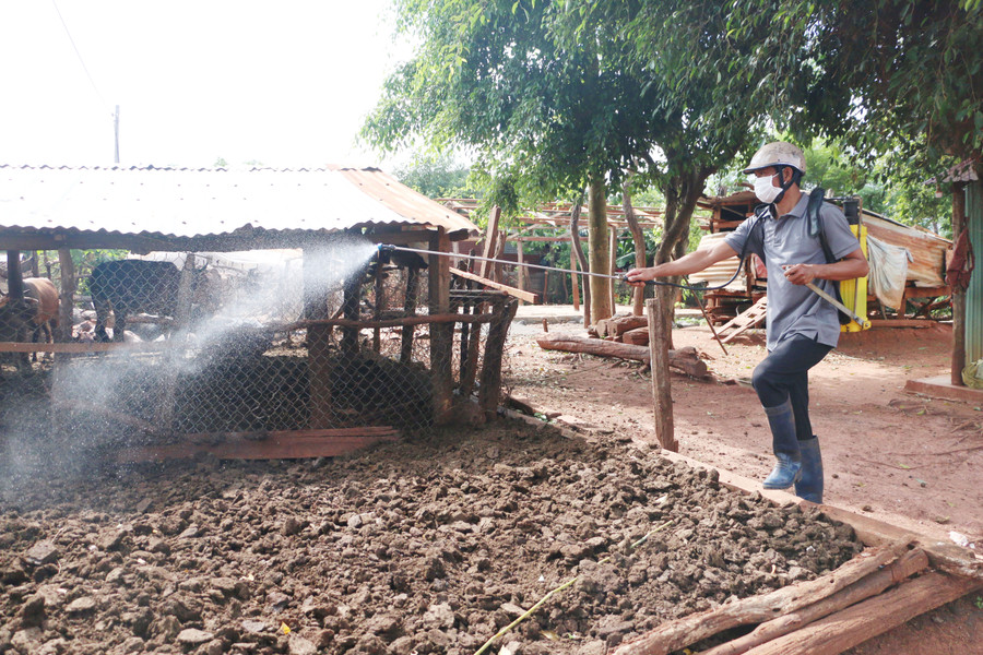 Ngành chuyên môn của huyện cũng đã triển khai phun hóa chất tiêu độc, khử trùng môi trường chăn nuôi. Ảnh: Quang Tấn Ngành chuyên môn của huyện cũng đã triển khai phun hóa chất tiêu độc, khử trùng môi trường chăn nuôi. Ảnh: Quang Tấn