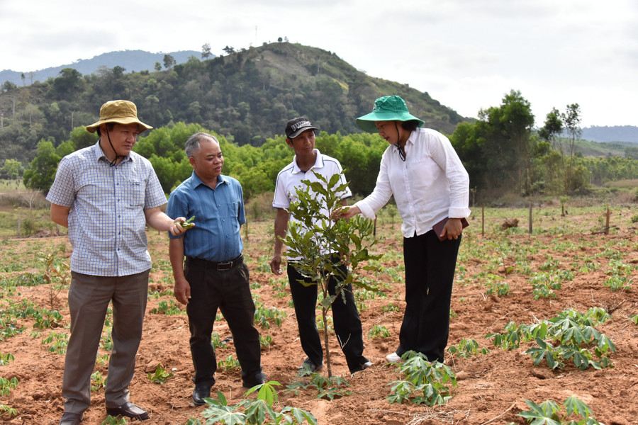 Dịp này, Phó Chủ tịch Thường trực HĐND tỉnh Trương Văn Đạt và Phó Chủ tịch HĐND tỉnh Ayun H'Bút kiểm tra thực tế diện tích mắc ca của các hộ dân đã được hỗ trợ giống trước đó. Ảnh: Đức Thụy Dịp này, Phó Chủ tịch Thường trực HĐND tỉnh Trương Văn Đạt và Phó Chủ tịch HĐND tỉnh Ayun H'Bút kiểm tra thực tế diện tích mắc ca của các hộ dân đã được hỗ trợ giống trước đó. Ảnh: Đức Thụy