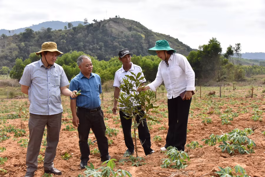 Dịp này, Phó Chủ tịch Thường trực HĐND tỉnh Trương Văn Đạt và Phó Chủ tịch HĐND tỉnh Ayun H'Bút kiểm tra thực tế diện tích mắc ca của các hộ dân đã được hỗ trợ giống trước đó. Ảnh: Đức Thụy