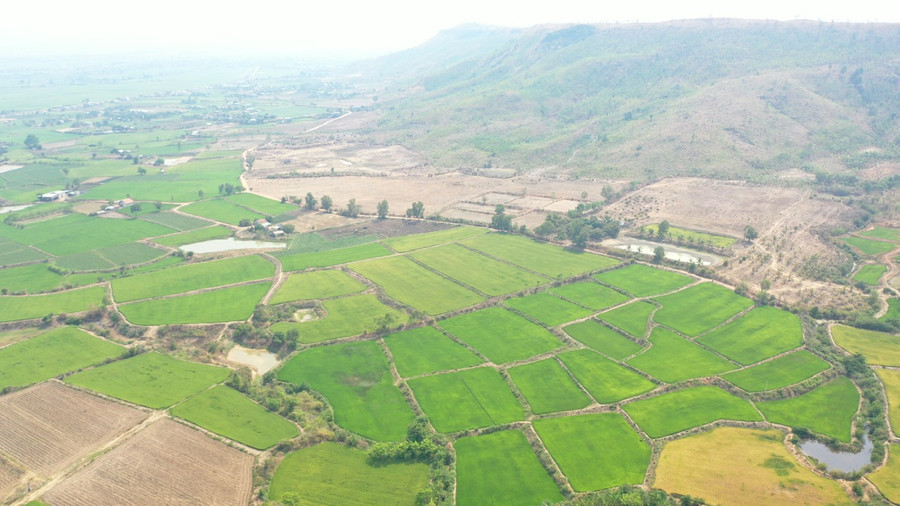 Người dân 4 làng Đồn đã biết đưa giống lúa mới vào sản xuất để tăng năng suất, chất lượng. Ảnh: Quang Tấn