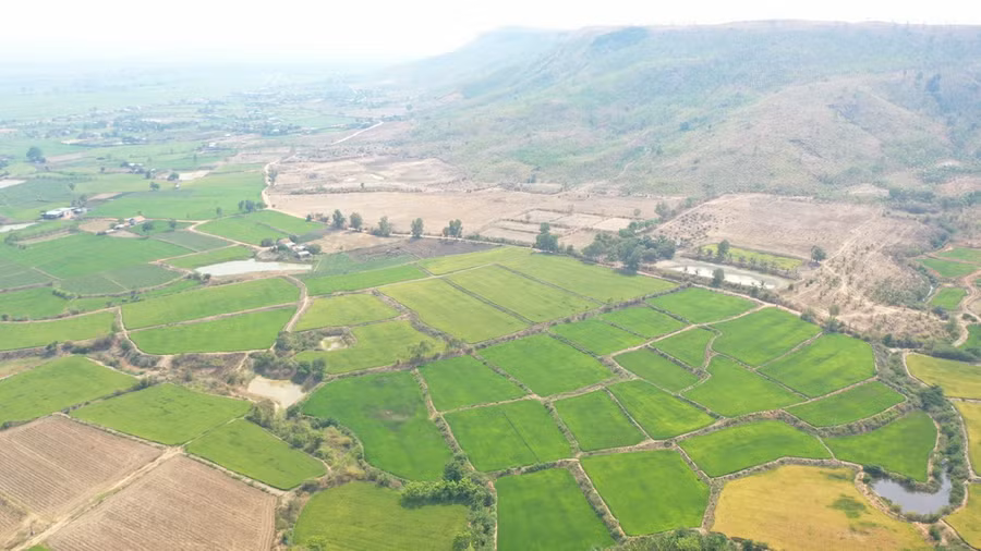 Người dân 4 làng Đồn đã biết đưa giống lúa mới vào sản xuất để tăng năng suất, chất lượng. Ảnh: Quang Tấn