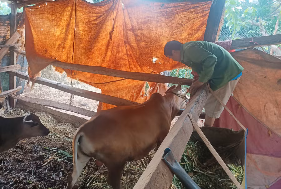 Trung tâm đã tham mưu UBND huyện ban hành kế hoạch tiêm phòng bao vây ổ dịch khi tỉnh cấp vắc xin. Ảnh: Quang Tấn Trung tâm đã tham mưu UBND huyện ban hành kế hoạch tiêm phòng bao vây ổ dịch khi tỉnh cấp vắc xin. Ảnh: Quang Tấn