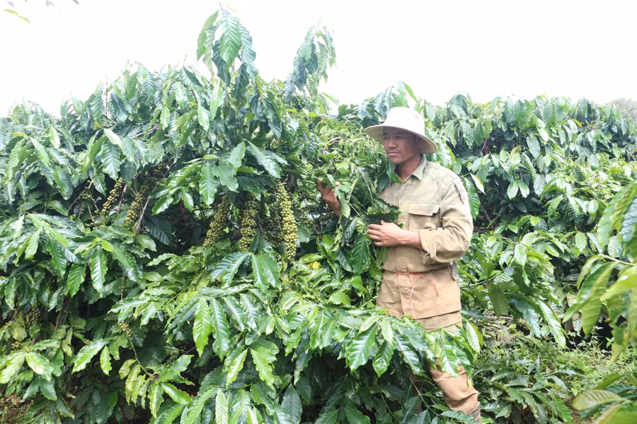 Gia Lai điều chỉnh dự toán hơn 185 tỷ đồng từ nguồn vốn sự nghiệp phân bổ thực hiện Chương trình mục tiêu quốc gia phát triển kinh tế-xã hội vùng đồng bào dân tộc thiểu số và miền núi năm 2022 và 2023 chuyển sang. Ảnh: Quang Tấn Gia Lai điều chỉnh dự toán hơn 185 tỷ đồng từ nguồn vốn sự nghiệp phân bổ thực hiện Chương trình mục tiêu quốc gia phát triển kinh tế-xã hội vùng đồng bào dân tộc thiểu số và miền núi năm 2022 và 2023 chuyển sang. Ảnh: Quang Tấn