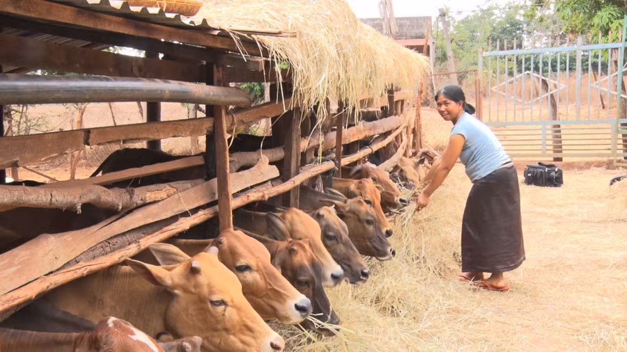 Từ nguồn vốn vay ưu đãi, nhiều hộ dân người dân tộc thiểu số trên địa bàn huyện Chư Pưh đã thoát nghèo bền vững. Ảnh: Hà Chi Từ nguồn vốn vay ưu đãi, nhiều hộ dân người dân tộc thiểu số trên địa bàn huyện Chư Pưh đã thoát nghèo bền vững. Ảnh: Hà Chi