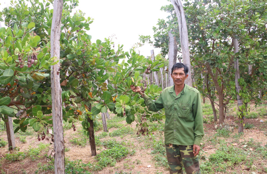 Hàng ngàn ha đất nông nghiệp do người dân Ia Blứ và Ia Hla khai hoang, sản xuất từ lâu nhưng không thể làm giấy chứng nhận quyền sử dụng đất. Ảnh: Quang Tấn