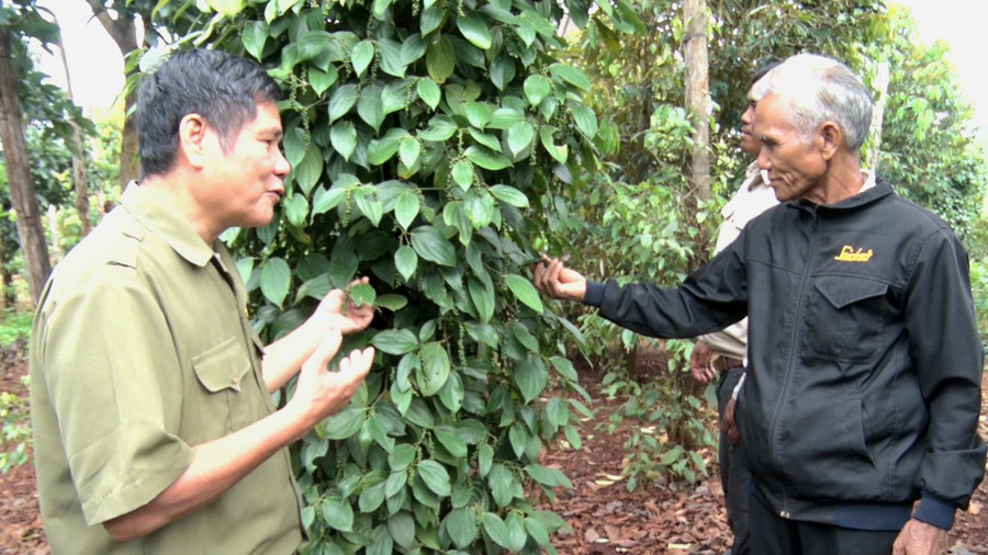 Đời sống kinh tế của gia đình ông Siu Pư (bên phải) ngày càng ổn định từ khi đoạn tuyệt với "Tin lành Đề ga". Ảnh: Hà Chi Đời sống kinh tế của gia đình ông Siu Pư (bên phải) ngày càng ổn định từ khi đoạn tuyệt với "Tin lành Đề ga". Ảnh: Hà Chi