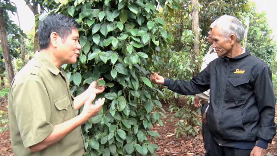 Đời sống kinh tế của gia đình ông Siu Pư (bên phải) ngày càng ổn định từ khi đoạn tuyệt với "Tin lành Đề ga". Ảnh: Hà Chi