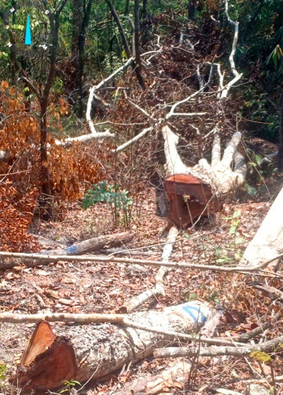 Diện tích rừng tự nhiên bị phá thuộc quy hoạch rừng sản xuất. Ảnh: Q.D