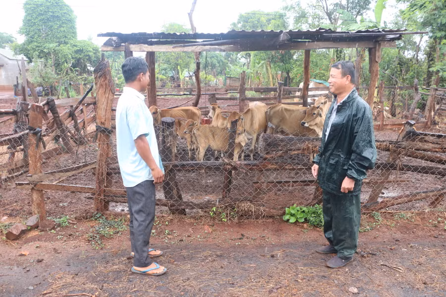 Thời điểm giao mùa, nguy cơ xuất hiện nhiều loại dịch bệnh trên đàn vật nuôi nếu không có biện pháp phòng ngừa. Ảnh: Quang Tấn
