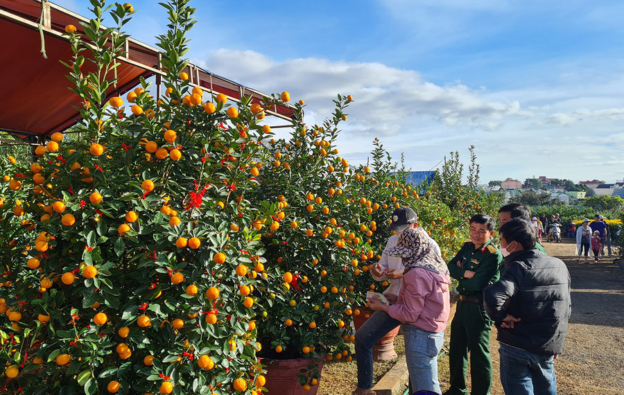 Quất cảnh Hội An cũng được đông đảo người dân chọn mua. Ảnh: Ngọc Sang