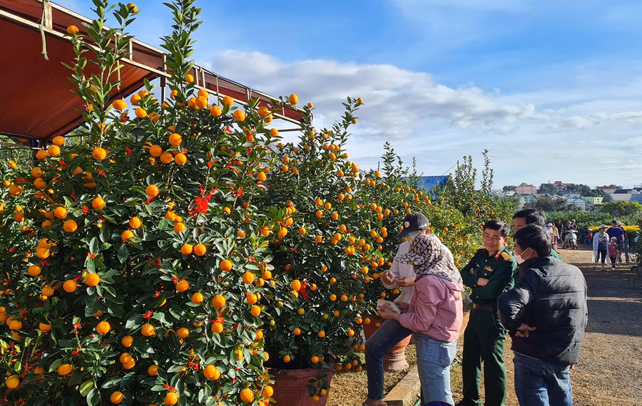 Quất cảnh Hội An cũng được đông đảo người dân chọn mua. Ảnh: Ngọc Sang