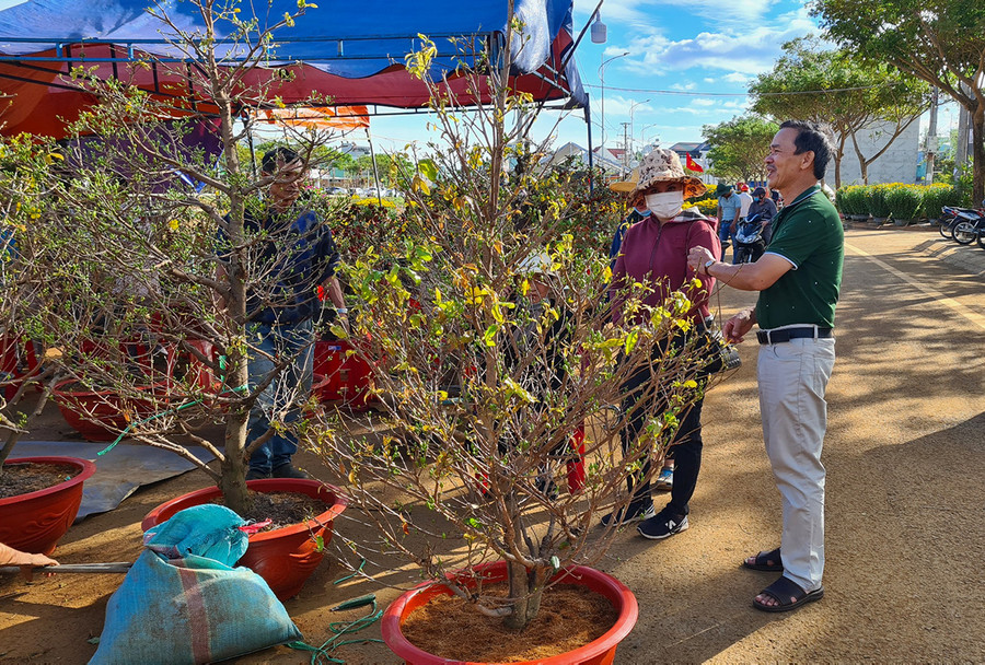 Mai vàng là loài hoa được người dân ưa chuộng. Ảnh: Ngọc Sang
