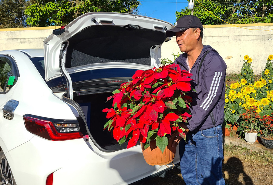 Các loài hoa có màu đỏ được nhiều người ưa chuộng bởi quan niệm đem lại may mắn, tài lộc. Ảnh: Ngọc Sang