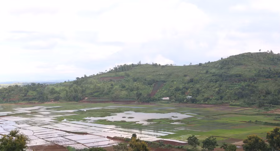 Đường Lý Chính Thắng sẽ là điểm du lịch trải nghiệm những thung lũng lúa vàng cùng đồi bắn Chư Á rực rỡ sắc vàng hoa dã quỳ trong tương lai không xa. Ảnh: Tấn Sang