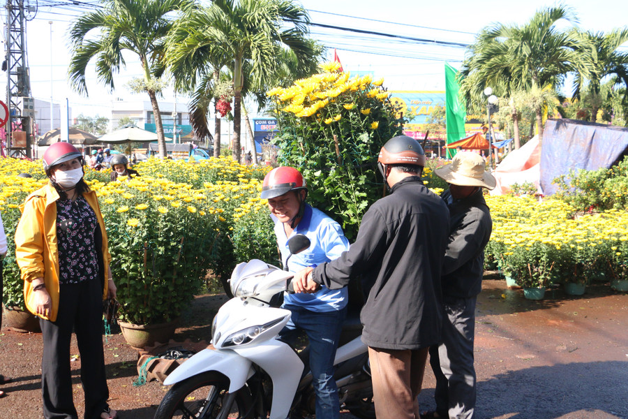 Hoa cúc cũng được nhiều người dân trên địa bàn huyện Chư Sê và các huyện lân cận lựa chọn mua về chơi Tết. Ảnh: Quang Tấn