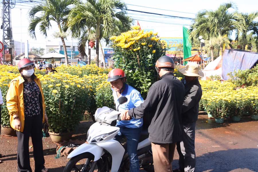 Hoa cúc cũng được nhiều người dân trên địa bàn huyện Chư Sê và các huyện lân cận lựa chọn mua về chơi Tết. Ảnh: Quang Tấn