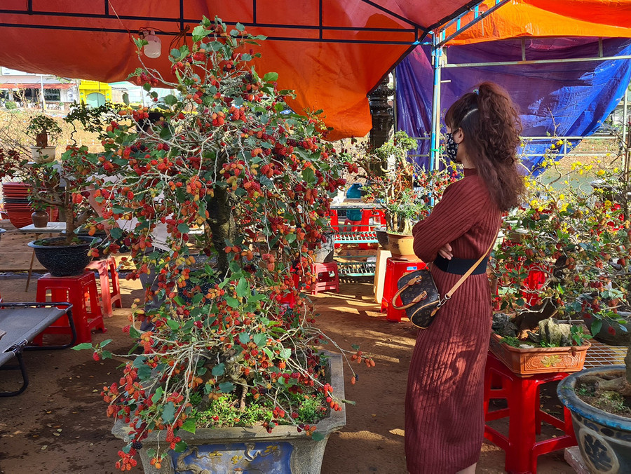 Gian hàng bán cây dâu tằm kiểng dáng bonsai của anh Trần Văn Quý năm nay khá đắt hàng. Ảnh: Ngọc Sang