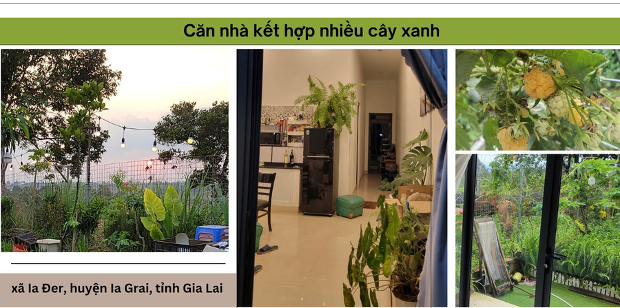 Căn nhà ngập tràn cây xanh. Ảnh: Thảo Nhi