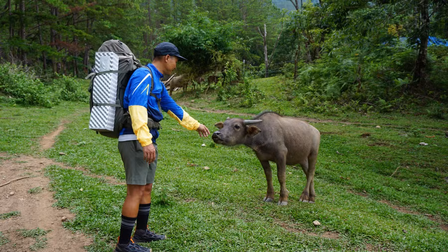 Anh Nguyễn Thắng "trò chuyện" cùng một chú trâu trên cung đường trekking. Ảnh: Thảo Nhi Anh Nguyễn Thắng "trò chuyện" cùng một chú trâu trên cung đường trekking. Ảnh: Thảo Nhi