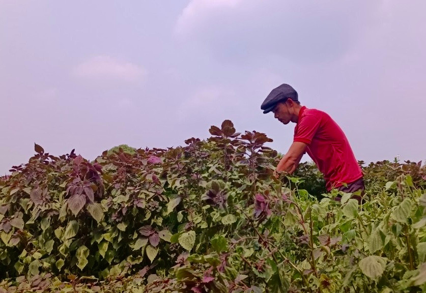 Hiện nay, sản phẩm trà tía tô của Cơ sở sản xuất trà thảo mộc Trường Phú đã đạt chứng nhận OCOP 3 sao. Ảnh: Nhật Hào