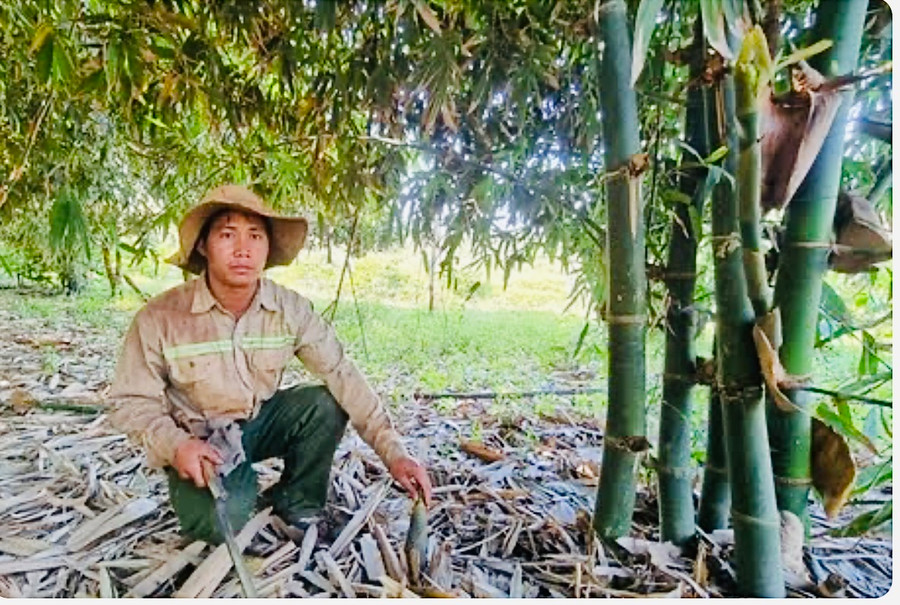 Anh Bleo đã cải thiện thu nhập nhờ được UBND xã hỗ trợ trồng tre lấy măng. Ảnh: Nhật Hào Anh Bleo đã cải thiện thu nhập nhờ được UBND xã hỗ trợ trồng tre lấy măng. Ảnh: Nhật Hào