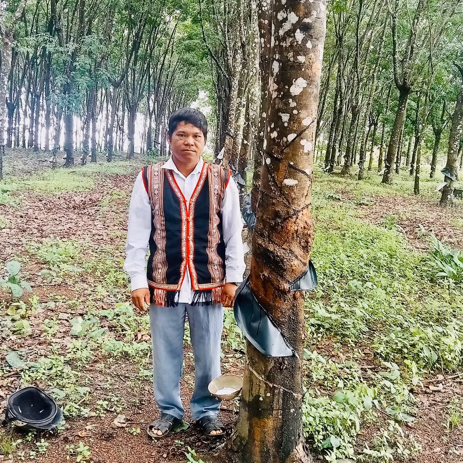 Gia đình ông Am hiện có hơn 3 ha cao su, thời điểm thu hoạch, mỗi tháng, gia đình thu hơn 40 triệu đồng. Ảnh: Nhật Hào