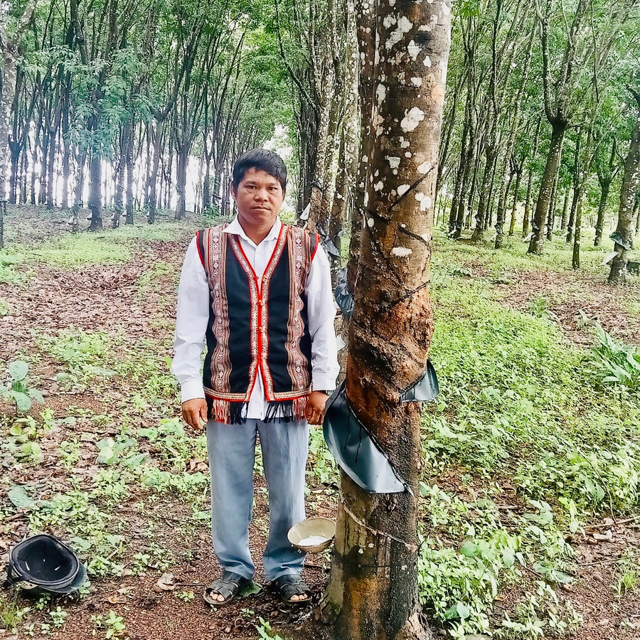 Gia đình ông Am hiện có hơn 3 ha cao su, thời điểm thu hoạch, mỗi tháng, gia đình thu hơn 40 triệu đồng. Ảnh: Nhật Hào Gia đình ông Am hiện có hơn 3 ha cao su, thời điểm thu hoạch, mỗi tháng, gia đình thu hơn 40 triệu đồng. Ảnh: Nhật Hào