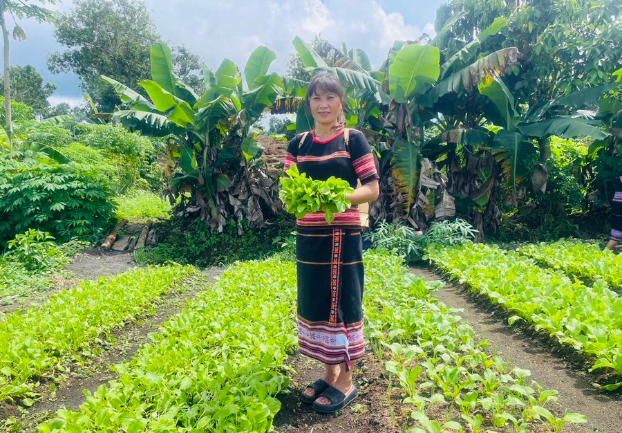 Hiện nay, ngoài có rau để ăn, bà Rơ Châm Seng còn có dư rau để bán nên cũng có thu nhập để cải thiện cuộc sống. Ảnh: Nhật Hào Hiện nay, ngoài có rau để ăn, bà Rơ Châm Seng còn có dư rau để bán nên cũng có thu nhập để cải thiện cuộc sống. Ảnh: Nhật Hào