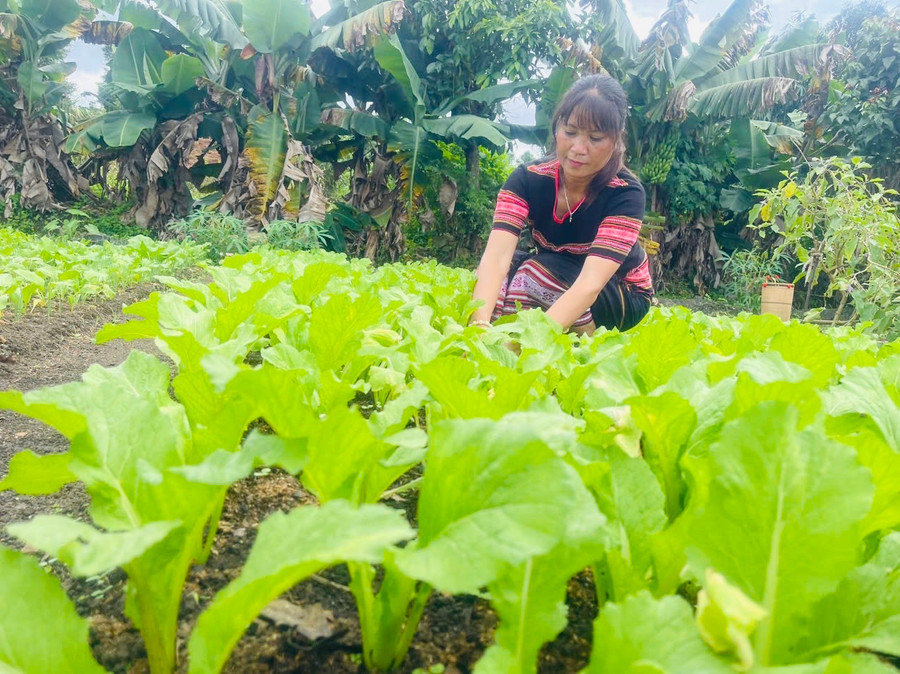 Bà Rơ Châm Seng chăm sóc vườn rau. Ảnh: Nhật Hào Bà Rơ Châm Seng chăm sóc vườn rau. Ảnh: Nhật Hào