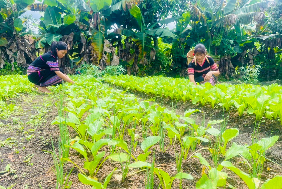 Nhiều hội viên ở xã Ia Ka đã có thu nhập nhờ có dư rau để bán. Ảnh: Nhật Hào Nhiều hội viên ở xã Ia Ka đã có thu nhập nhờ có dư rau để bán. Ảnh: Nhật Hào
