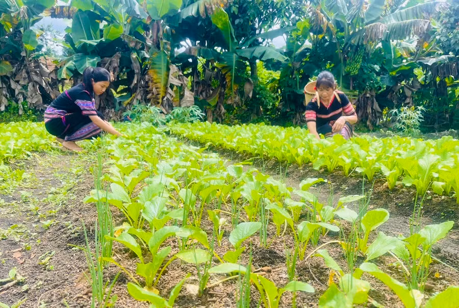 Nhiều hội viên ở xã Ia Ka đã có thu nhập nhờ có dư rau để bán. Ảnh: Nhật Hào Nhiều hội viên ở xã Ia Ka đã có thu nhập nhờ có dư rau để bán. Ảnh: Nhật Hào
