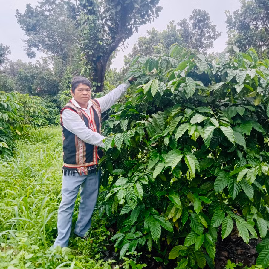 Hiện nay, 3 ha cà phê của gia đình ông Am mới chỉ cho thu bói và tới đây khi cho thu hoạch chính thì thu nhập sẽ tăng lên nhiều. Ảnh: Nhật Hào