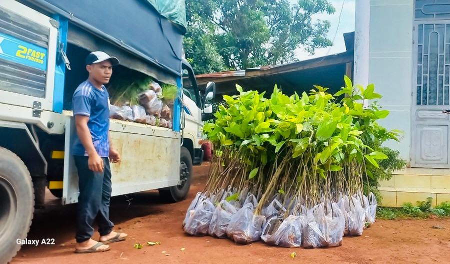 Tổng cây giống phân tán được cấp cho các địa phương là 2.766 cây. Ảnh: Nhật Hào