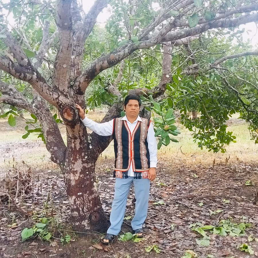 Hàng năm, gia đình ông Ksor Am có nguồn thu khá lớn từ vườn điều hơn 8 ha. Ảnh: Nhật Hào