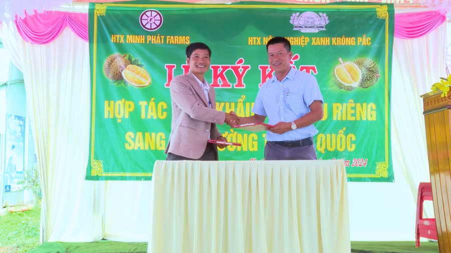 Theo nội dung ký kết, 2 đơn vị sẽ phối hợp tổ chức các biện pháp tiêu thụ sản phẩm sầu riêng cho bà con nông dân. Ảnh: Nhật Hào